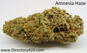 Amnesia Haze Marijuana Strain