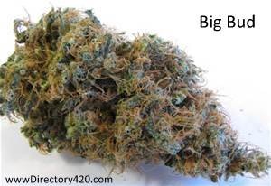 Big Bud Marijuana Strain