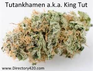 Tutankhamen a.k.a. King Tut Marijuana Strain